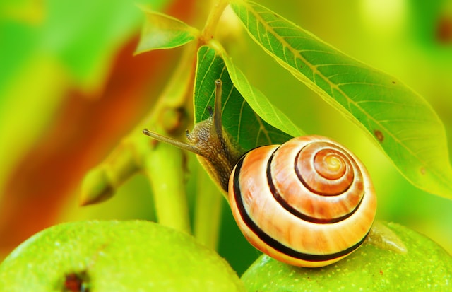 Snail crawling slowly on green leaf